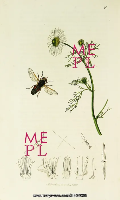 : Curtis British Entomology Plate 78 : Curtis British Entomology Plate 78
