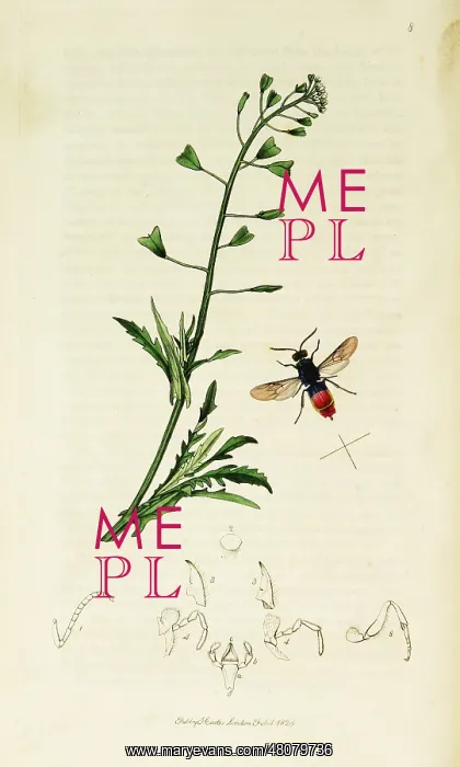  : Curtis British Entomology Plate 8