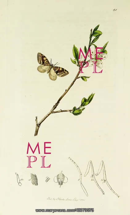 : Curtis British Entomology Plate 81 : Curtis British Entomology Plate 81