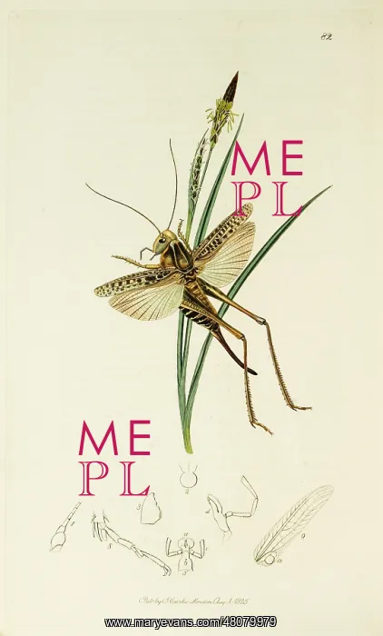 : Curtis British Entomology Plate 82 : Curtis British Entomology Plate 82