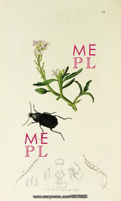 : Curtis British Entomology Plate 83 : Curtis British Entomology Plate 83