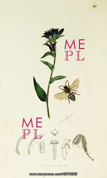 : Curtis British Entomology Plate 85 : Curtis British Entomology Plate 85