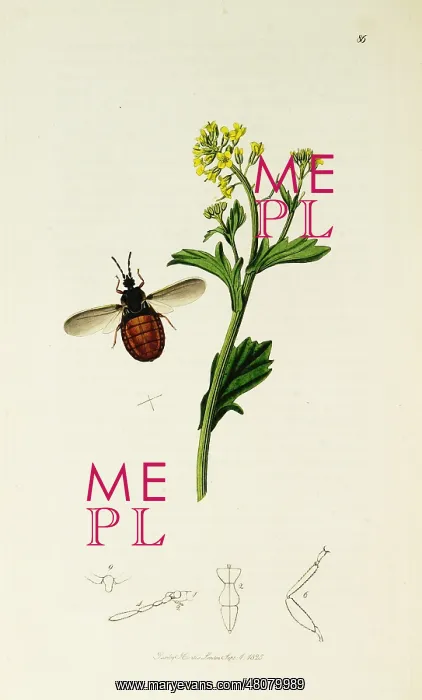 : Curtis British Entomology Plate 86 : Curtis British Entomology Plate 86