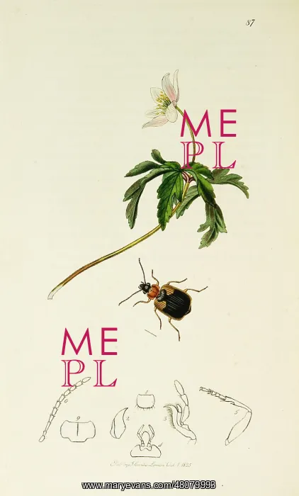 : Curtis British Entomology Plate 87 : Curtis British Entomology Plate 87