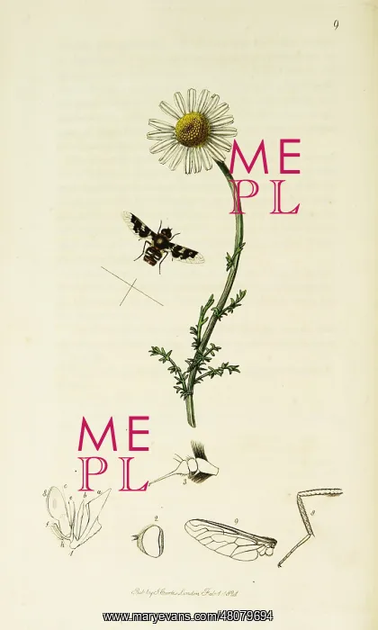 : Curtis British Entomology Plate 9 : Curtis British Entomology Plate 9