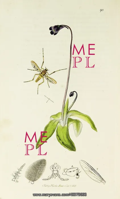 : Curtis British Entomology Plate 90 : Curtis British Entomology Plate 90