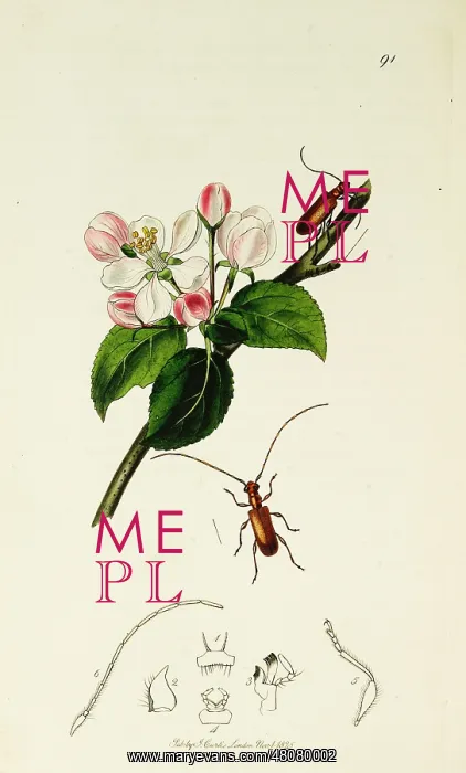 : Curtis British Entomology Plate 91 : Curtis British Entomology Plate 91
