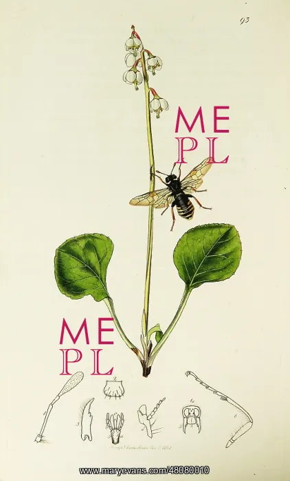 : Curtis British Entomology Plate 93 : Curtis British Entomology Plate 93