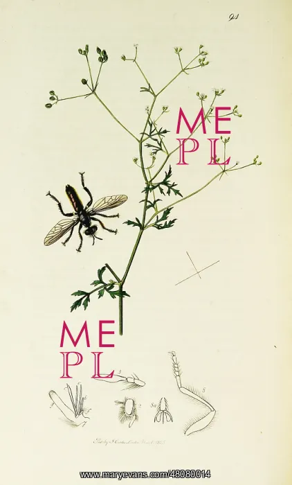 : Curtis British Entomology Plate 94 : Curtis British Entomology Plate 94