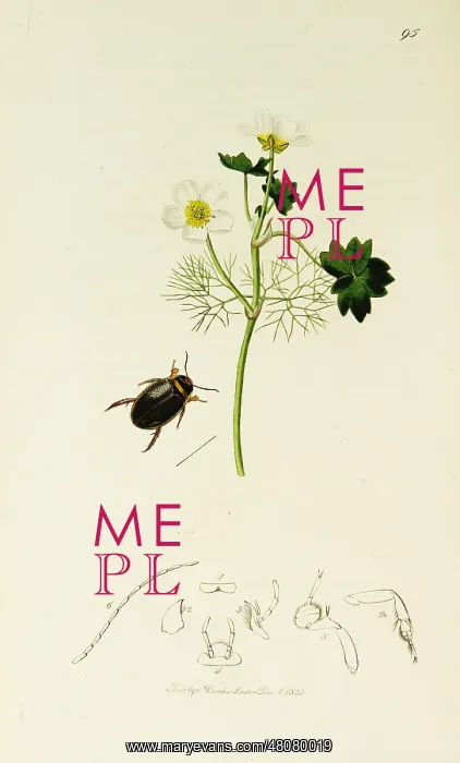 : Curtis British Entomology Plate 95 : Curtis British Entomology Plate 95