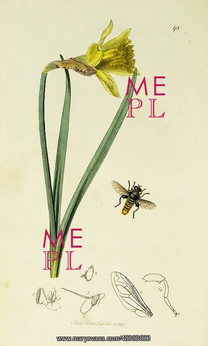 : Curtis British Entomology Plate 98 : Curtis British Entomology Plate 98