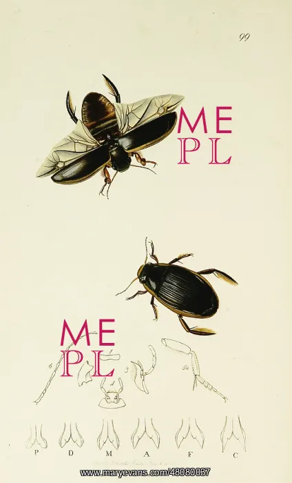 : Curtis British Entomology Plate 99 : Curtis British Entomology Plate 99