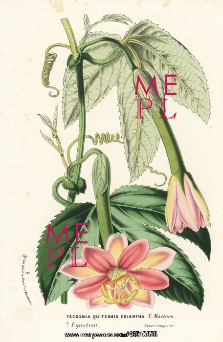 : Curuba passionflower, Passiflora mixta : Curuba passionflower, Passiflora mixta