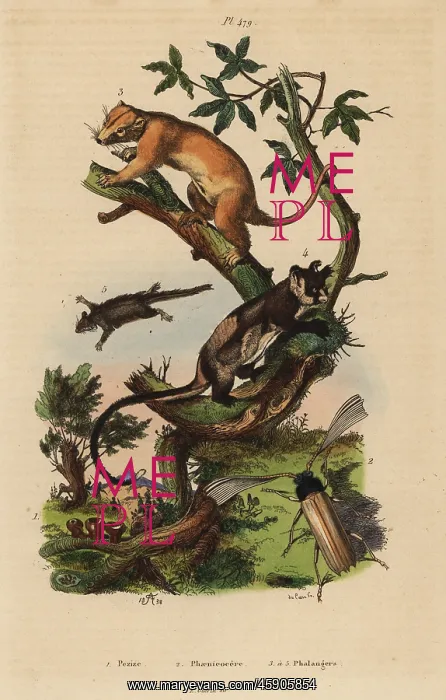 : Cuscus, yellow-bellied glider, feathertail : Cuscus, yellow-bellied glider, feathertail