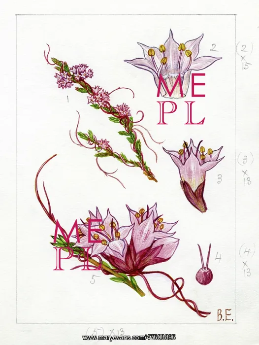 : Cuscuta epithymum - dodder : Cuscuta epithymum - dodder