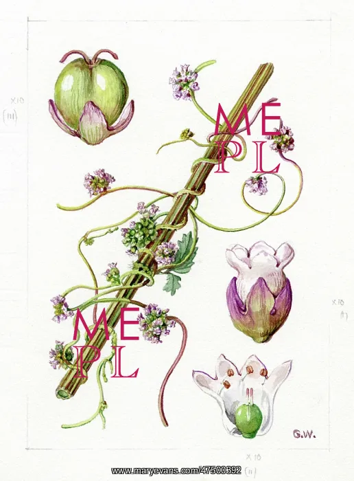 : Cuscuta europaea - European dodder : Cuscuta europaea - European dodder