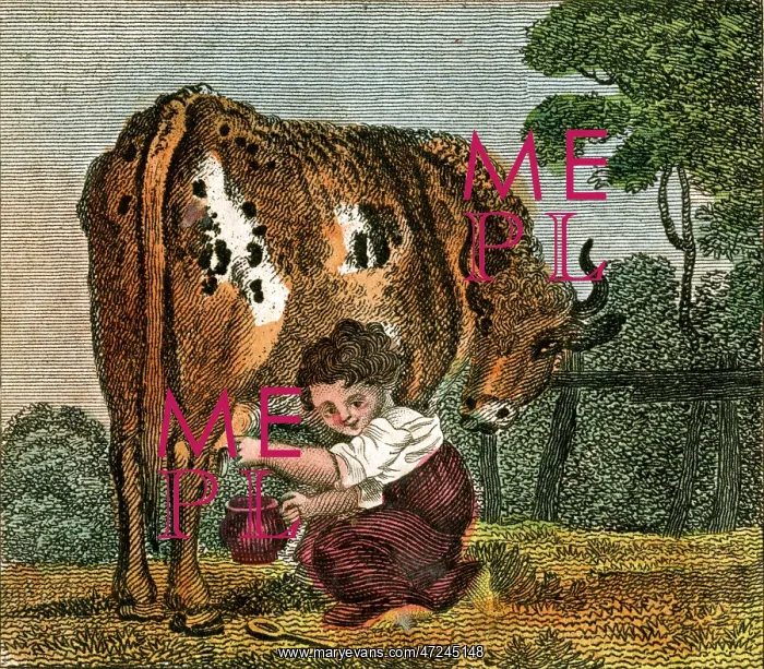 : CUSHY COW BONNY : CUSHY COW BONNY