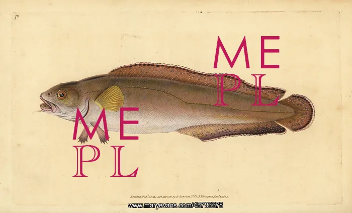 : Cusk or tusk, Brosme brosme : Cusk or tusk, Brosme brosme