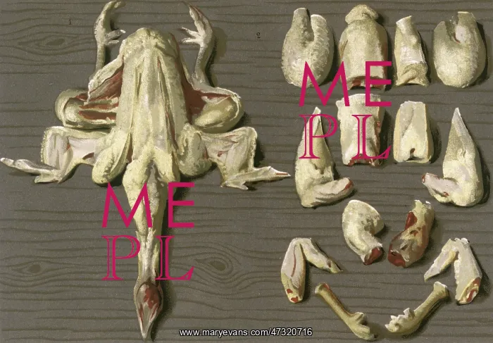  : HOW TO CUT UP A CHICKEN