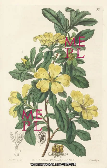 : Cut-leaf hibbertia, Hibbertia cuneiformis : Cut-leaf hibbertia, Hibbertia cuneiformis