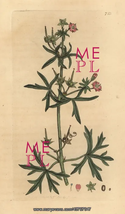 : Cut-leaved cranesbill, Geranium dissectum : Cut-leaved cranesbill, Geranium dissectum