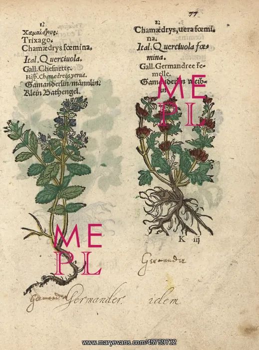 : Cut-leaved germander and common germander : Cut-leaved germander and common germander