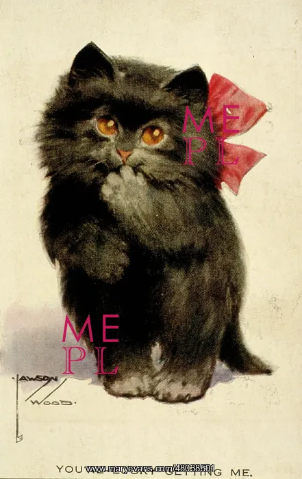  : Cute black kitten