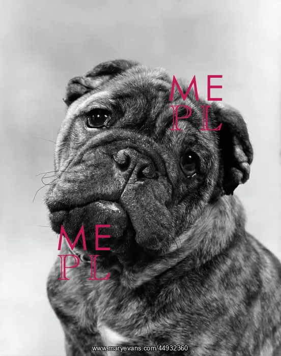  : Cute Bulldog Face Looking at Camera