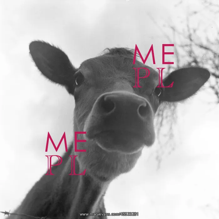 : Cute Calf. A rather endearing view of a young : Cute Calf. A rather endearing view of a young