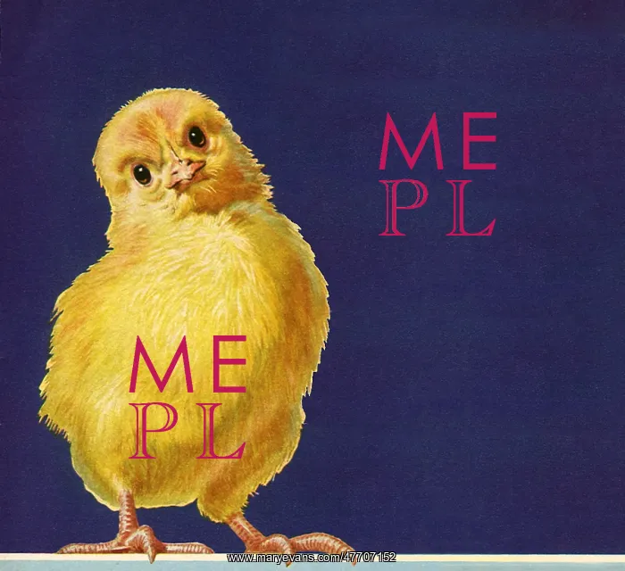  : One Cute Chick