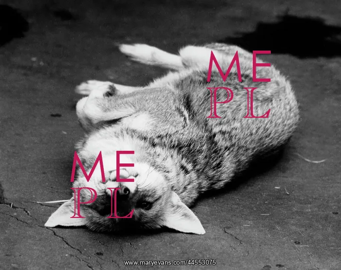  : CUTE FOX. A cute fox rolling on its back like a 60s model