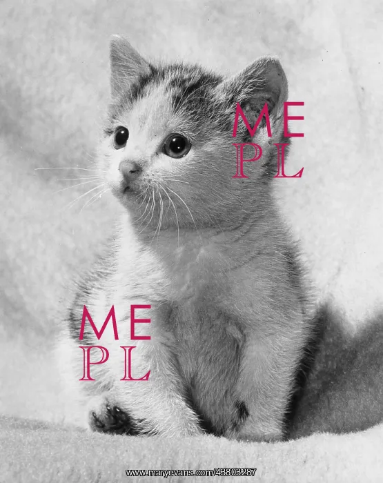  : Cute kitten