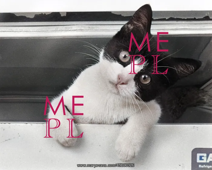: Cute kitten looking straight at the camera : Cute kitten looking straight at the camera