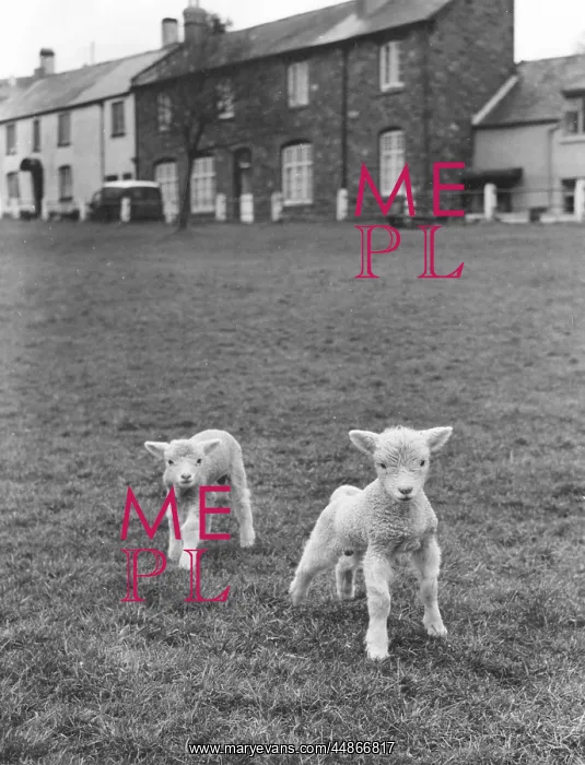  : TWO CUTE LAMBS