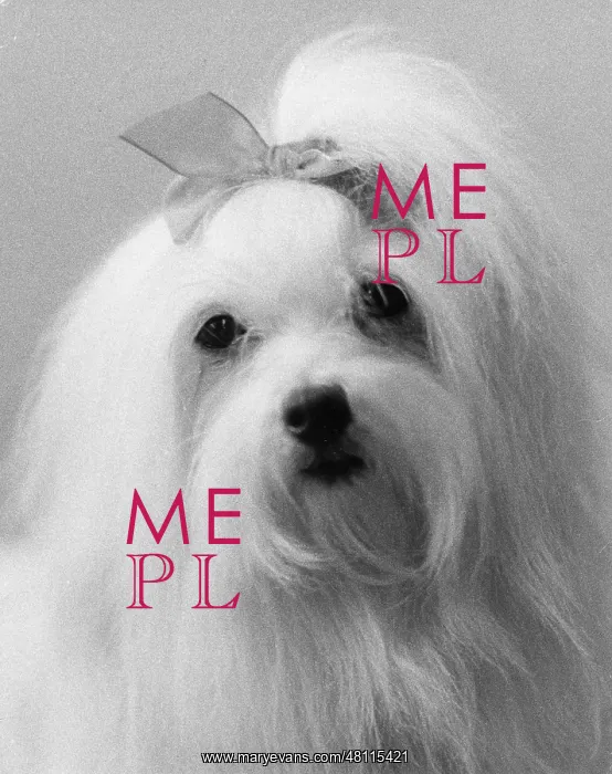: Cute lapdog, Manchester Dog Show : Cute lapdog, Manchester Dog Show