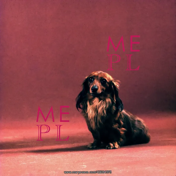  : Cute long-haired dachshund in studio portrait