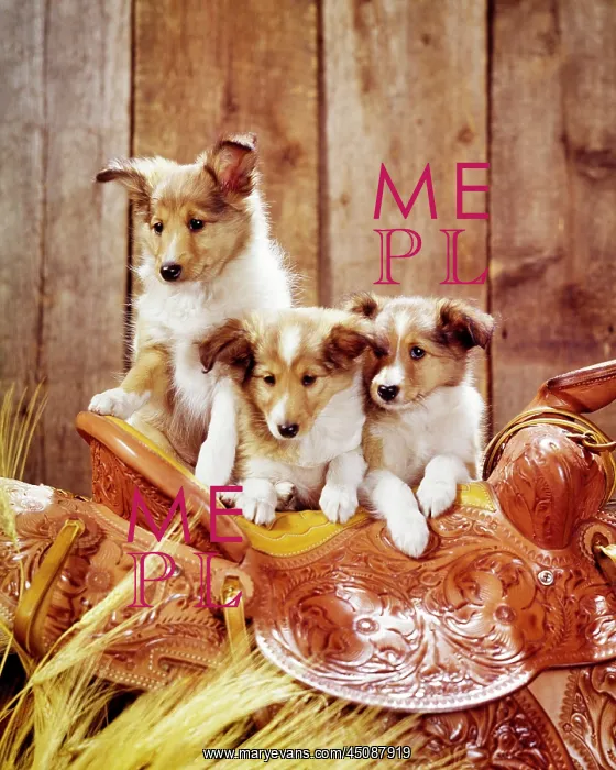 : Three Cute Lovable Collie Puppy Dogs on Top of : Three Cute Lovable Collie Puppy Dogs on Top of