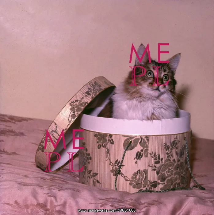  : Cute tabby cat in a hatbox