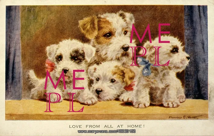  : Four cute terrier puppies