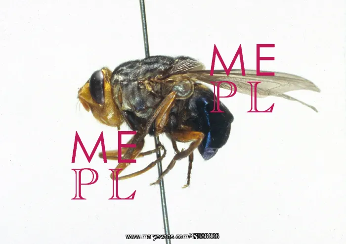 : Cuterebra, rodent botfly : Cuterebra, rodent botfly