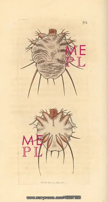 : Cuticular mite, Acarus exulcerans : Cuticular mite, Acarus exulcerans