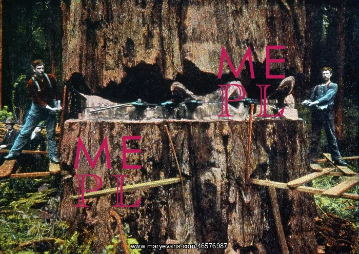 : Cutting a Giant Redwood Tree : Cutting a Giant Redwood Tree