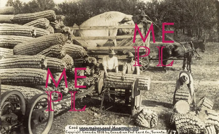 : Cutting giant sweetcorn for a giant hog, Canada : Cutting giant sweetcorn for a giant hog, Canada