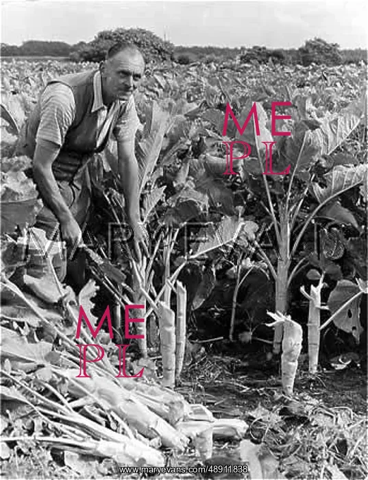  : CUTTING KALE IN CHESHIRE