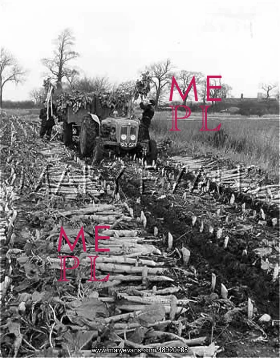 : CUTTING KALE IN SUFFOLK : CUTTING KALE IN SUFFOLK