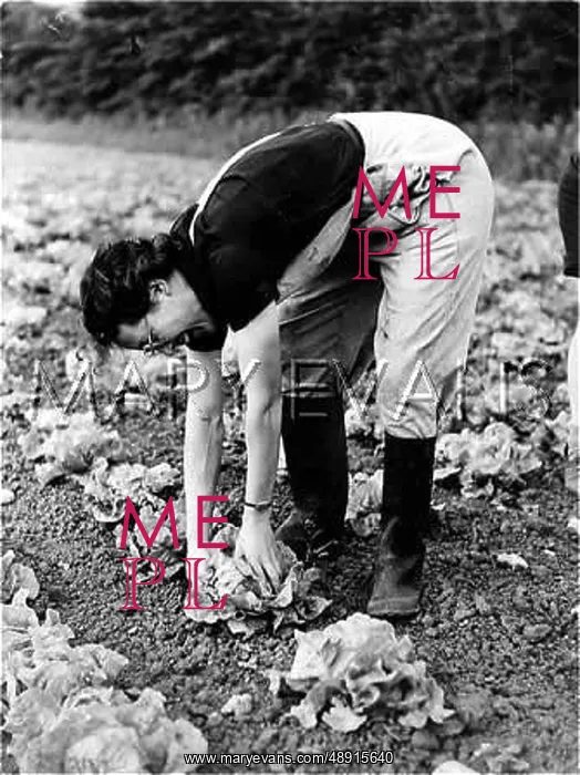: CUTTING LETTUCES : CUTTING LETTUCES