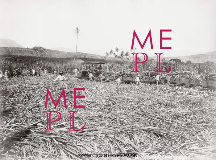 : Cutting sugar cane, Barbados, West Indies : Cutting sugar cane, Barbados, West Indies
