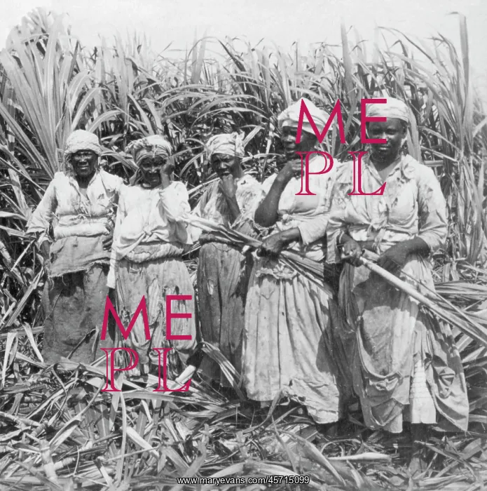 : Cutting sugar cane, Montego, Jamaica : Cutting sugar cane, Montego, Jamaica