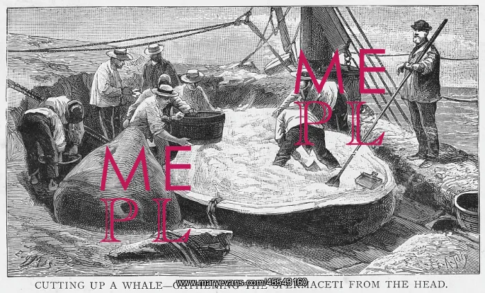  : Cutting up a Whale