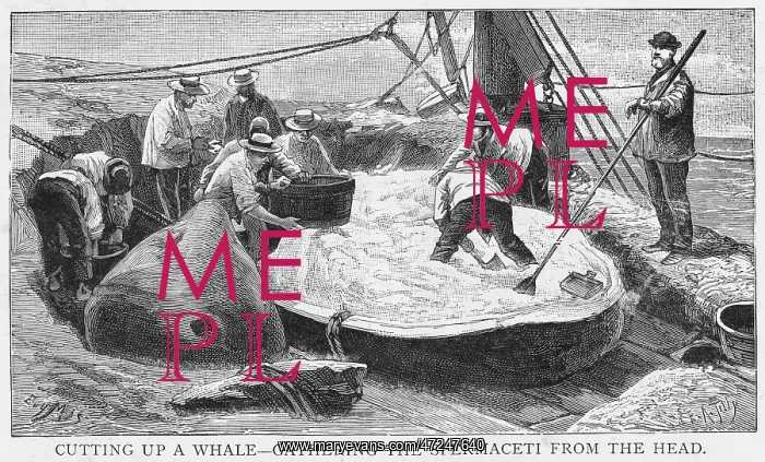  : Cutting up a Whale